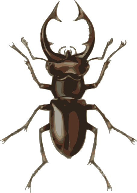 455x640 Collection Of Free Beetle Drawing Cartoon Download On Ui Ex