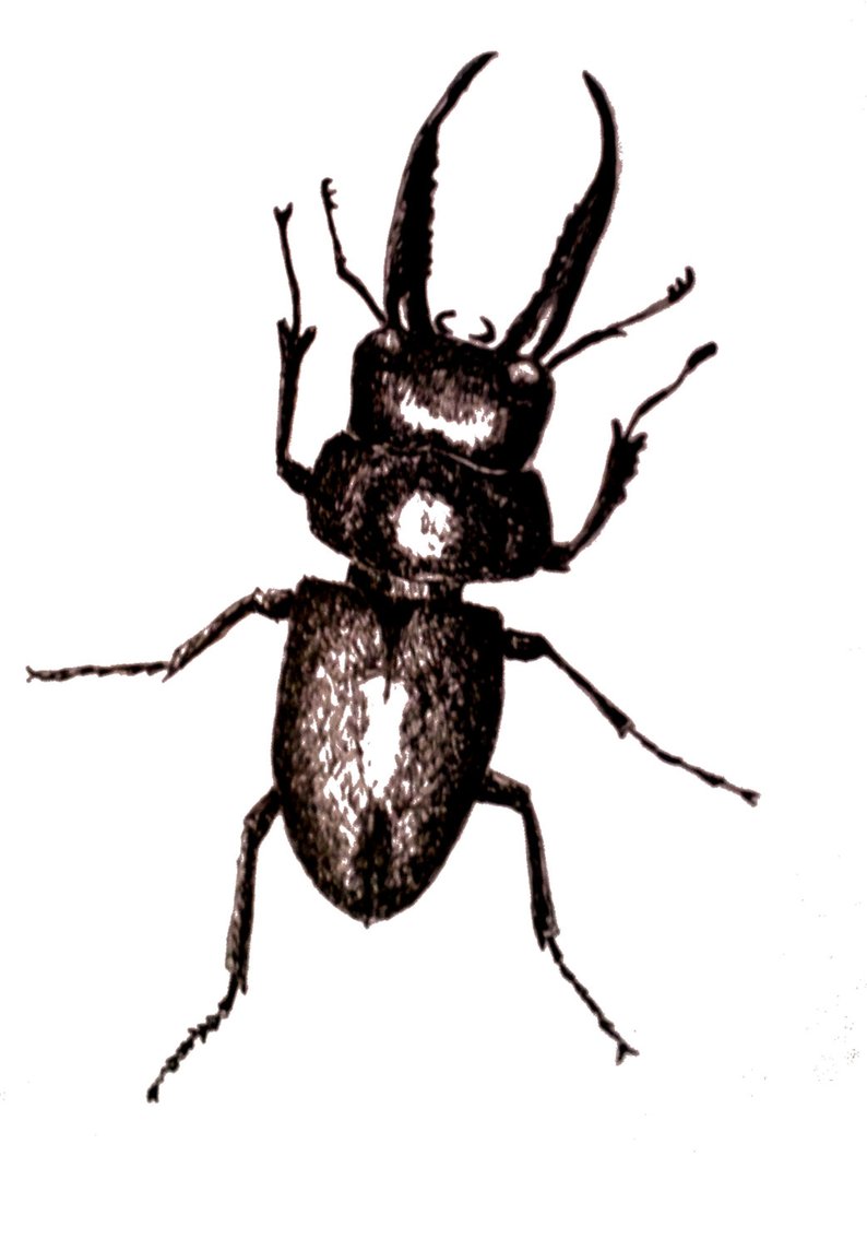 794x1144 Insect Drawings Pen And Ink Drawings Beetle Printsoriginal Etsy