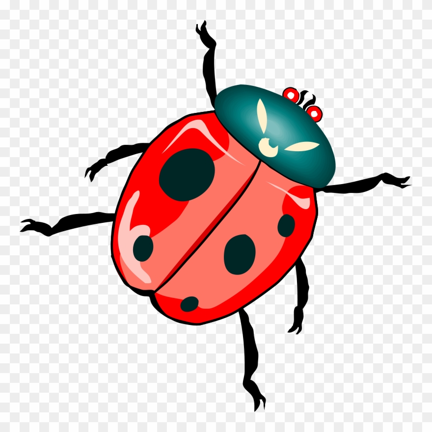 880x880 Ladybird Beetle Download True Bugs Drawing