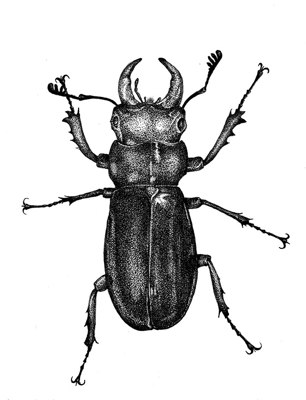600x784 Stag Beetle Ink Drawing Process Awdesigns