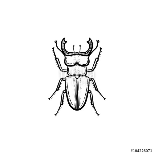 500x500 Vector Hand Drawn Beetle Outline Doodle Icon Beetle Sketch