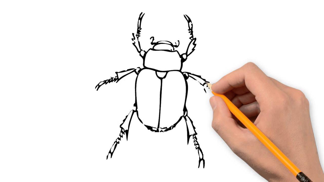 1280x720 Beetle Animals Pencil To Draw Step