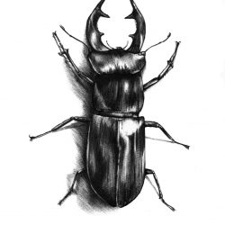 250x250 Beetle Drawing Black And White Cabrio Blue Big Bark Iydunetwork