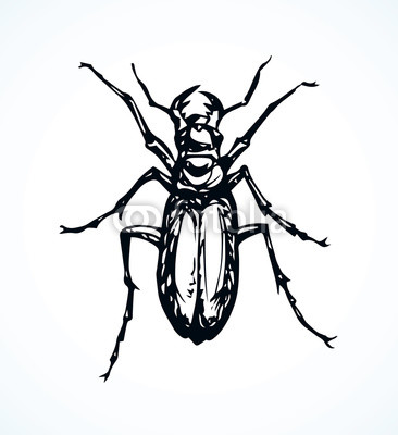 366x400 Beetle Barbel Vector Drawing Buy Photos Ap Images Detailview
