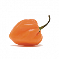 250x250 pepper habanero transparent png clipart free download