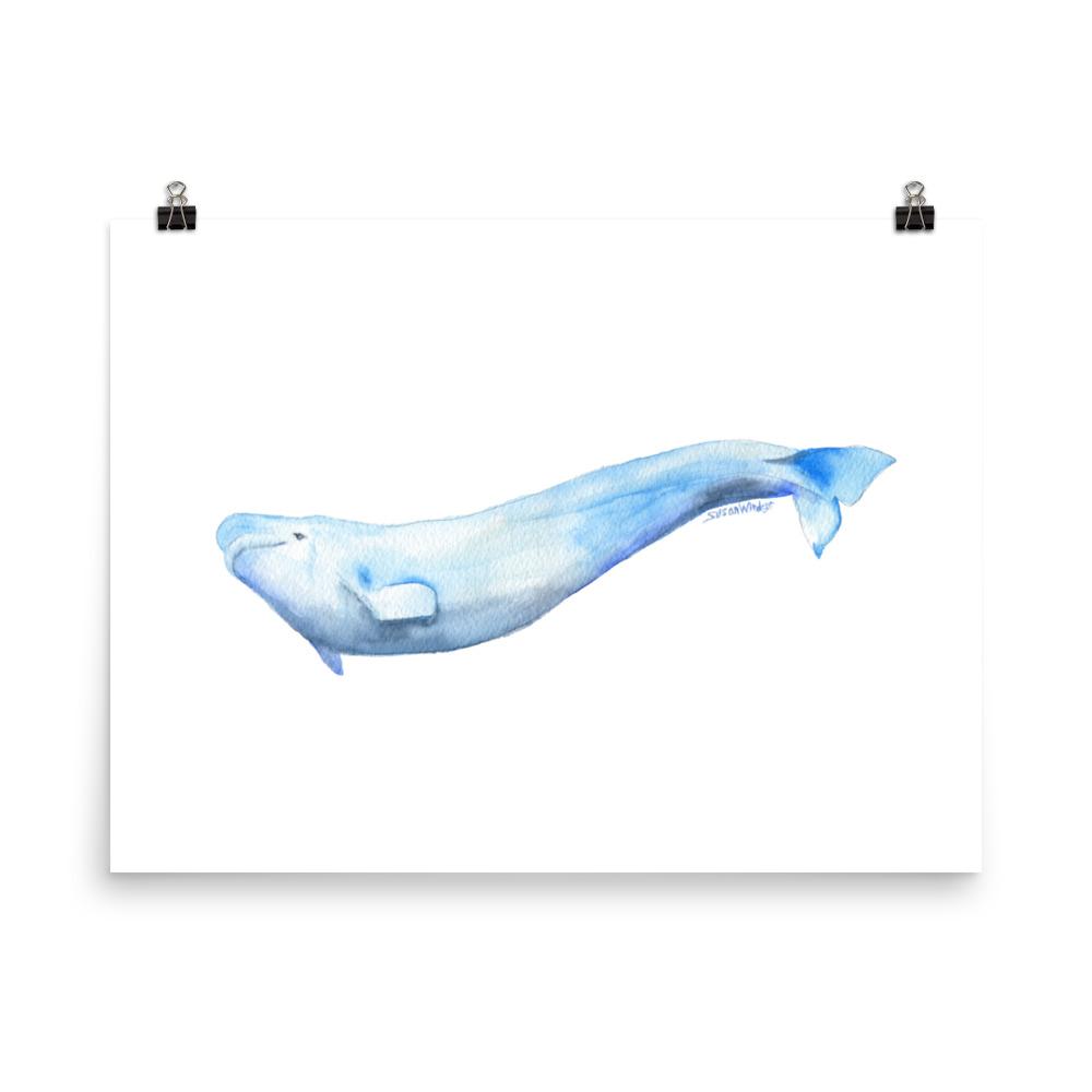 1000x1000 Beluga Whale Watercolor Print Susan Windsor