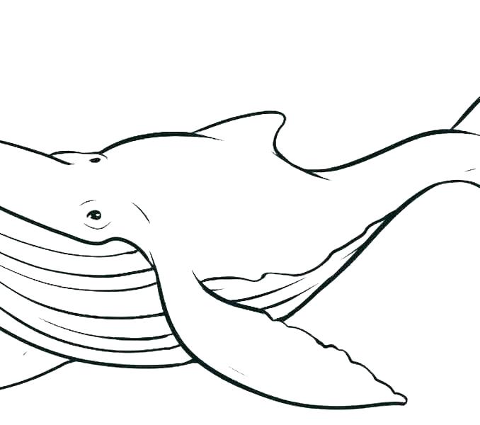 678x600 Coloring Pages Of Whales Humpback Whale Coloring