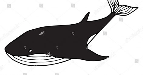 471x250 Cute Beluga Whale Drawing Carto Of Step