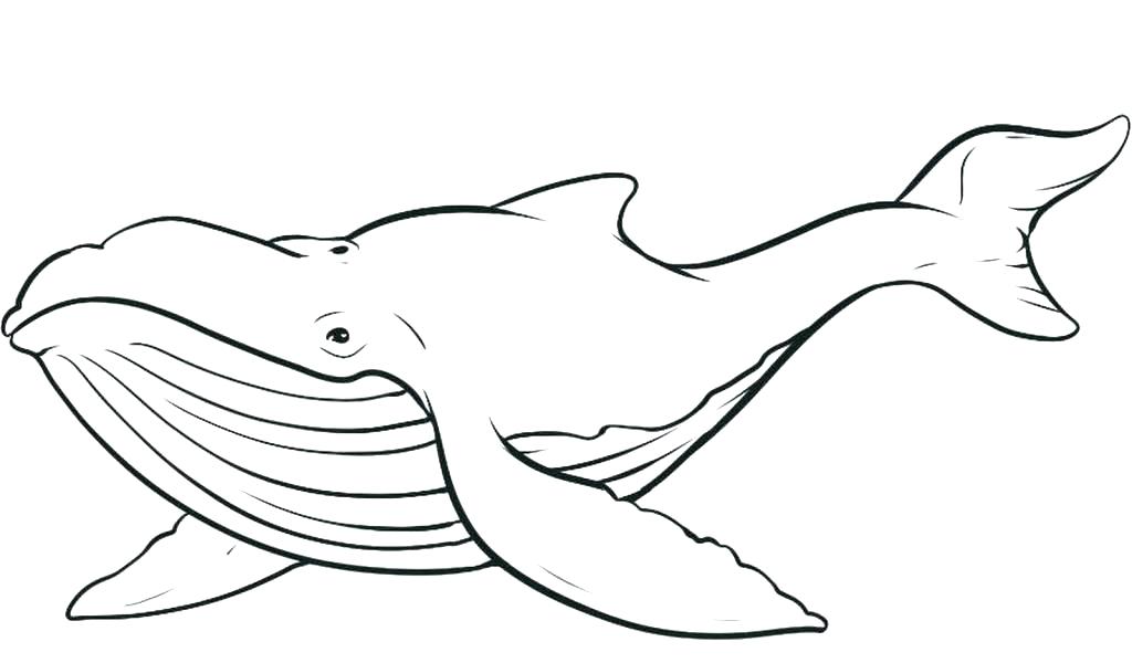 1024x600 Easy To Draw Whale Whale Pencil Sketch How To Draw A Beluga Whale