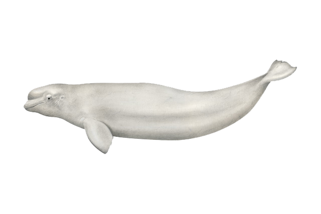 640x427 Huge Collection Of 'beluga Whale Clipart' Download More Than