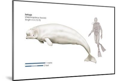 400x269 Beautiful Beluga Whales Specialty Artwork For Sale, Posters