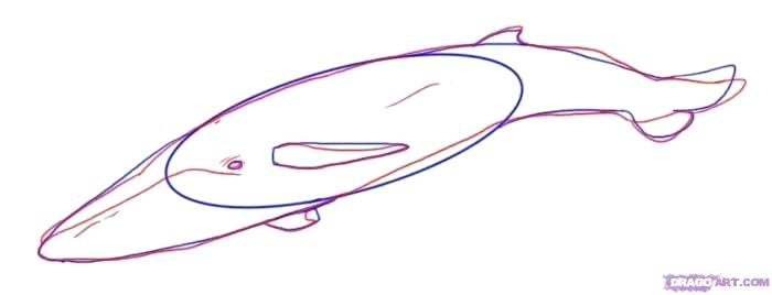 700x268 How To Draw A Whale