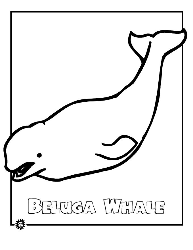 680x880 Beluga Whale Drawing