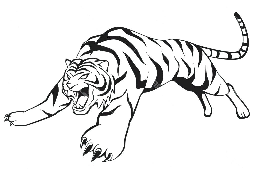 Bengal Tiger Drawing | Free download on ClipArtMag