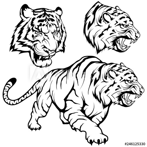 500x500 Tiger Set Suitable As Logo Or Team Mascot, Tiger Drawing Sketch