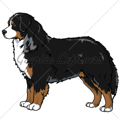 500x500 Bernese Mountain Dog Gl Stock Images