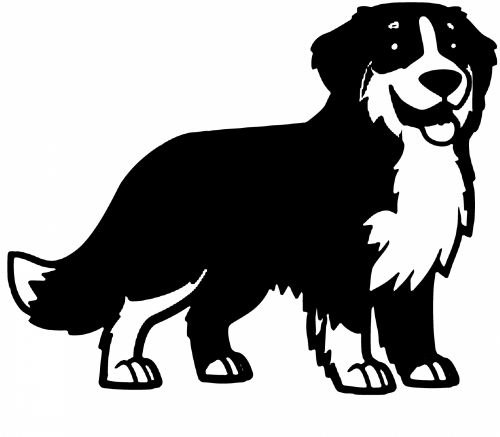 500x437 Free Photos Bernese Mountain Dog Search, Download