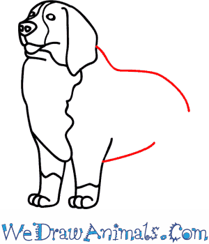 300x350 How To Draw A Bernese Mountain Dog