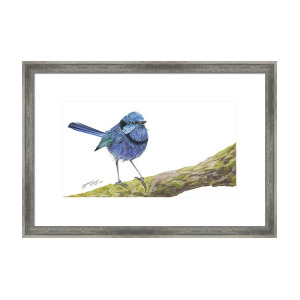 300x300 Bernese Mountain Dog Drawing Framed Print