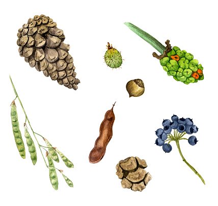 428x404 Set Of Watercolor Drawing Seeds, Berries And Cones Premium Clipart