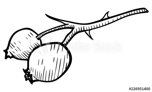 500x303 Twigs And Berries