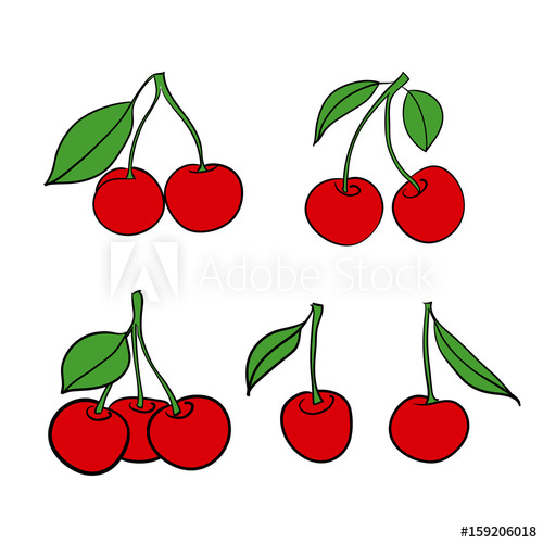 500x500 Cherry Isolated Berries On White Background Vector Drawing