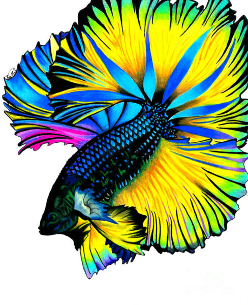 488x600 Betta Fish Drawings Fine Art America