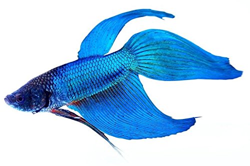 500x332 betta splendens siamese fighting fish blue male live tropical