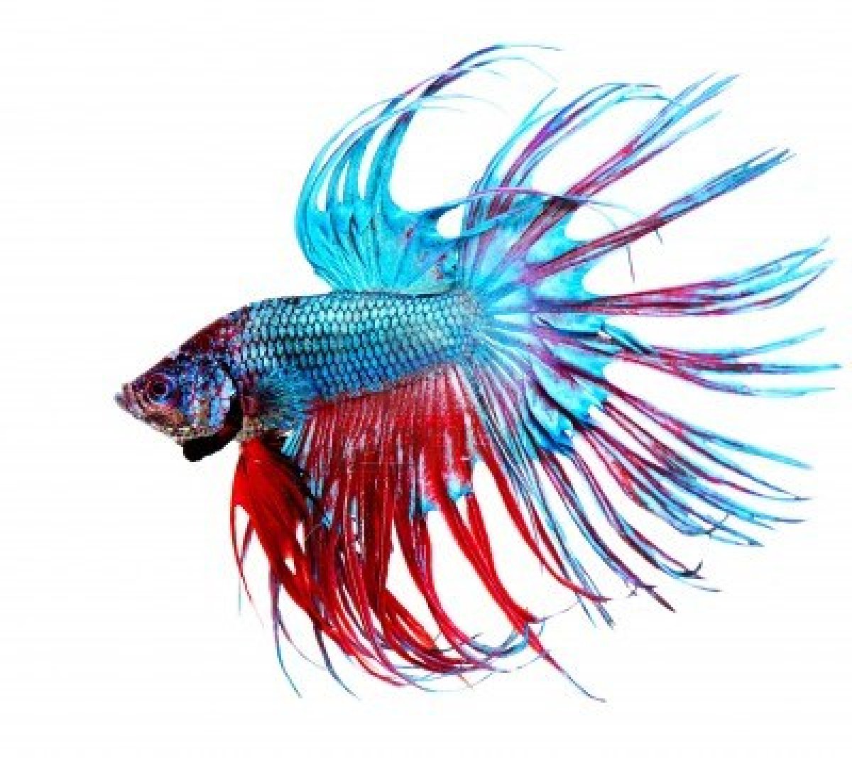 1200x1068 Colorful Betta Fish Drawing