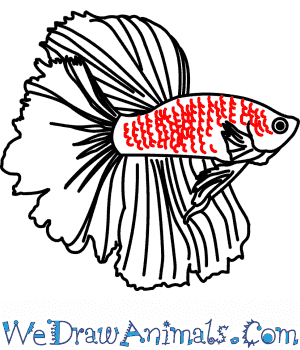 300x350 How To Draw A Siamese Fighting Fish