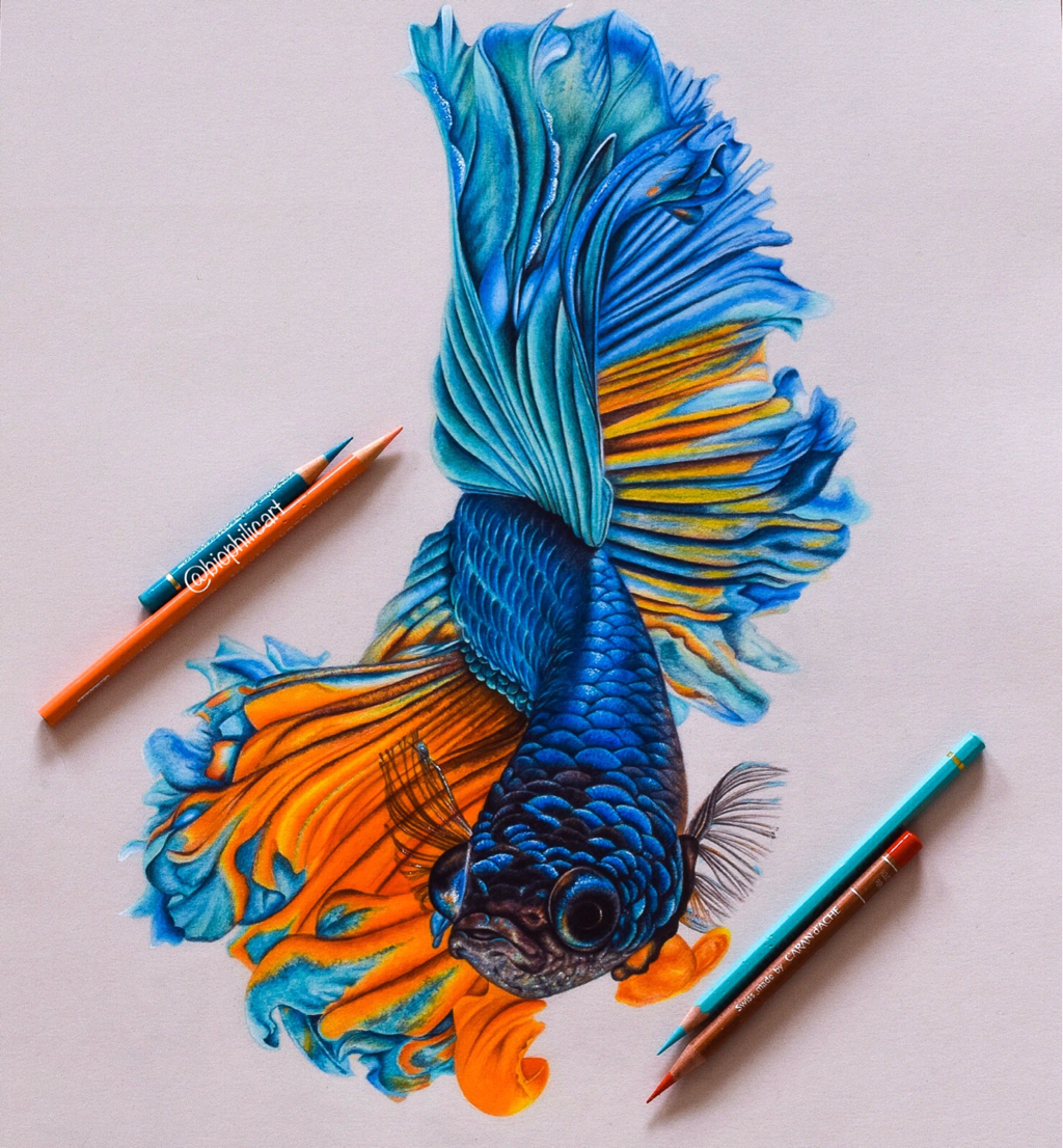 Beta Fish Drawing | Free download on ClipArtMag