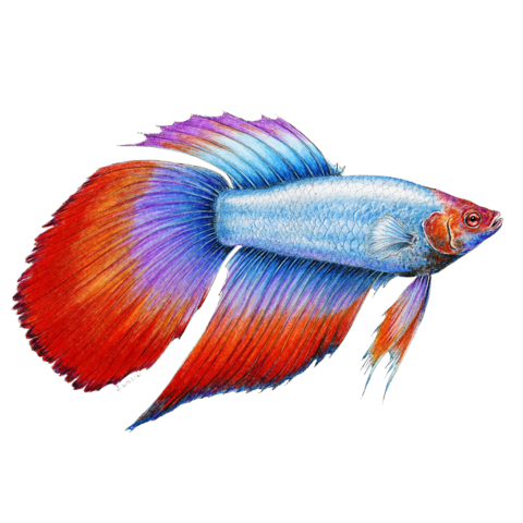 480x480 Products Tagged Fish Wildlife Drawings