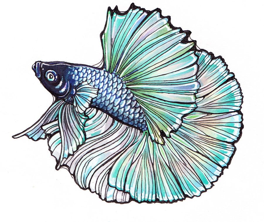 900x755 Betta Fish Drawing