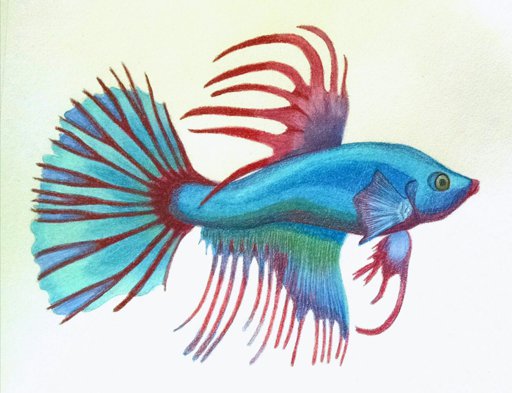 512x393 Beta Fish Doodles And Drawings Amino