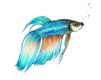 340x270 Beta Fish Etsy