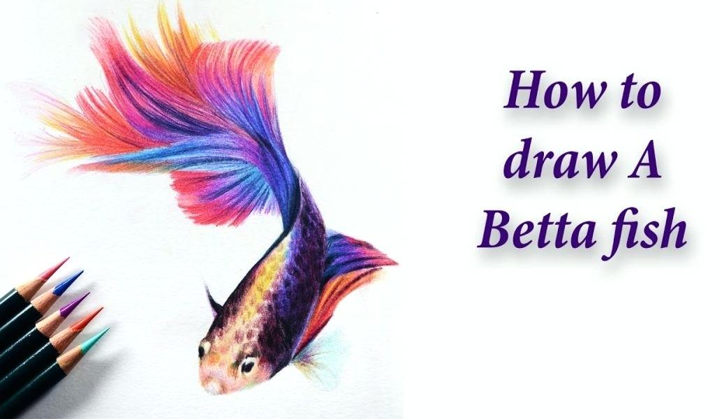 1024x600 betta fish drawings fighting fish betta fish drawing tumblr