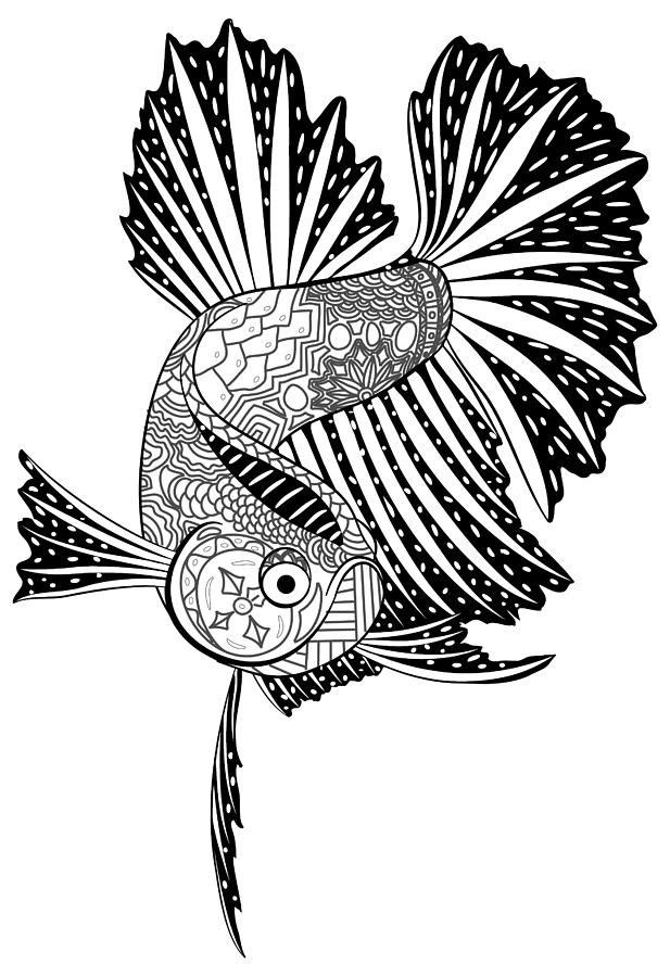 617x900 Betta Iii Drawing