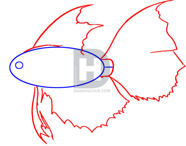 596x469 How To Draw A Betta, Step