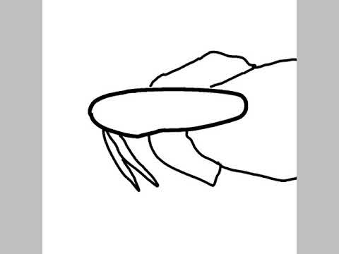 480x360 Trying To Draw A More Realistic Betta