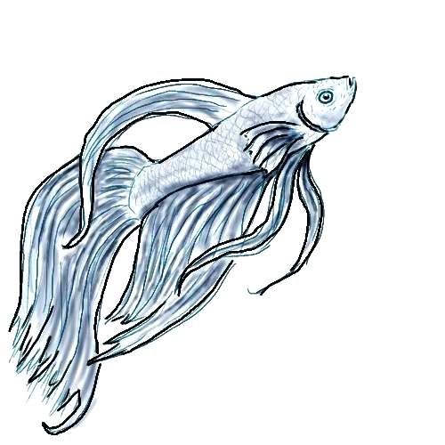 500x500 betta fish drawings fighting fish betta fish drawing tumblr