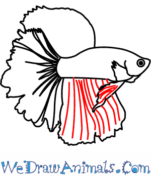 300x350 How To Draw A Siamese Fighting Fish