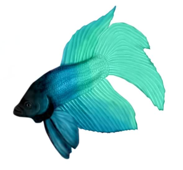 589x547 Beta Fish Clipart