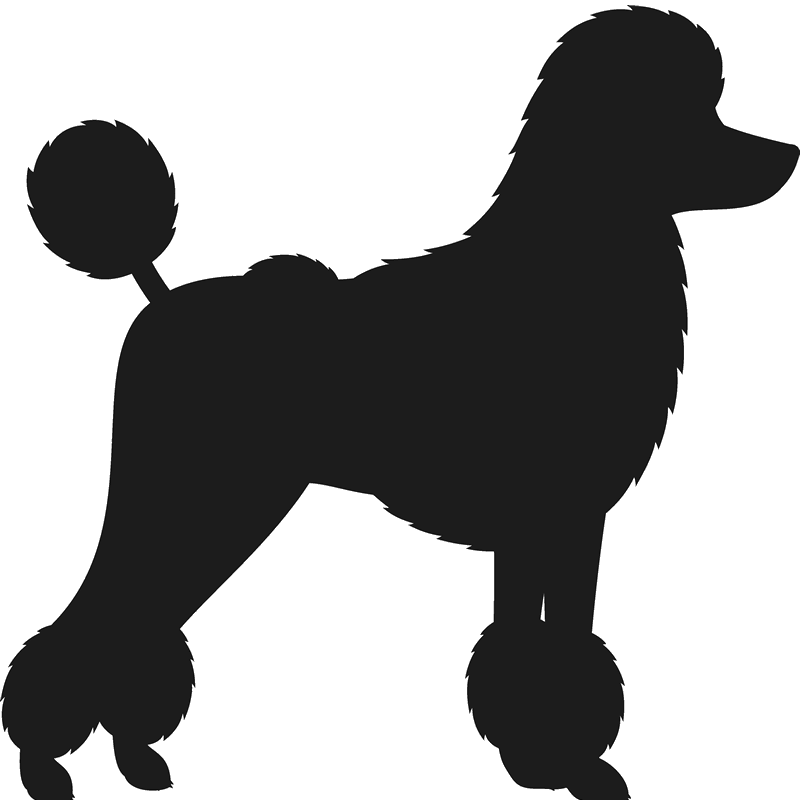 800x800 collection of free poodle drawing bichon download on ui ex