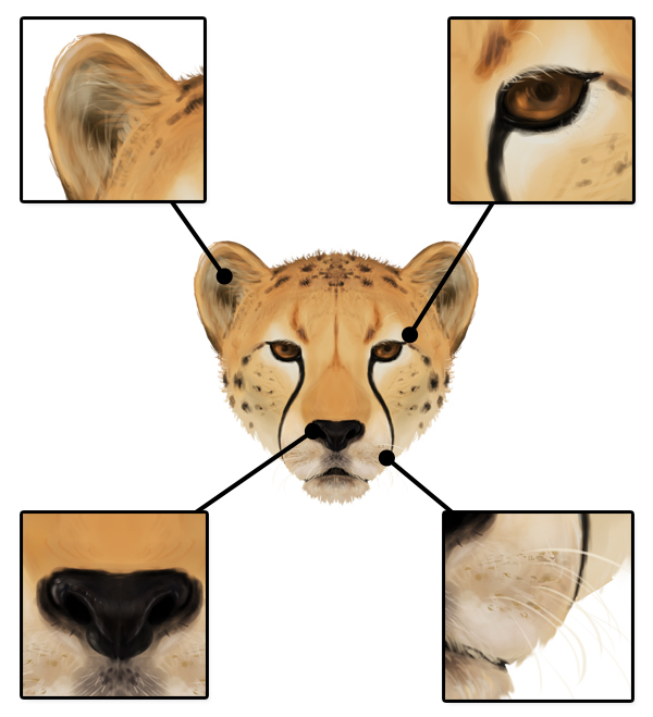 600x659 How To Draw Animals Big Cats, Their Anatomy And Patterns