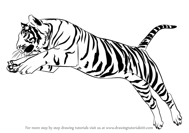 800x566 Learn How To Draw A Tiger Jumping