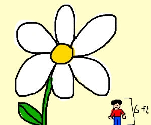 300x250 Big Flower Drawing