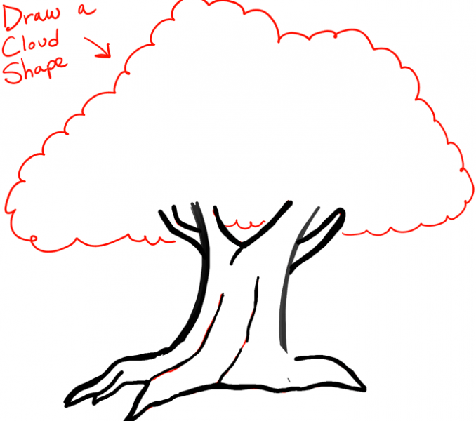 678x600 how to draw a big tree draw an oak tree angel oak tree fun places