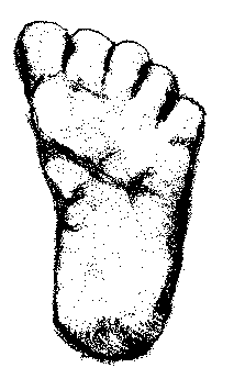 213x345 Collection Of Free Footprint Drawing Bigfoot Download On Ui Ex