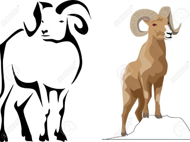 640x480 Dall Sheep Clipart Drawing