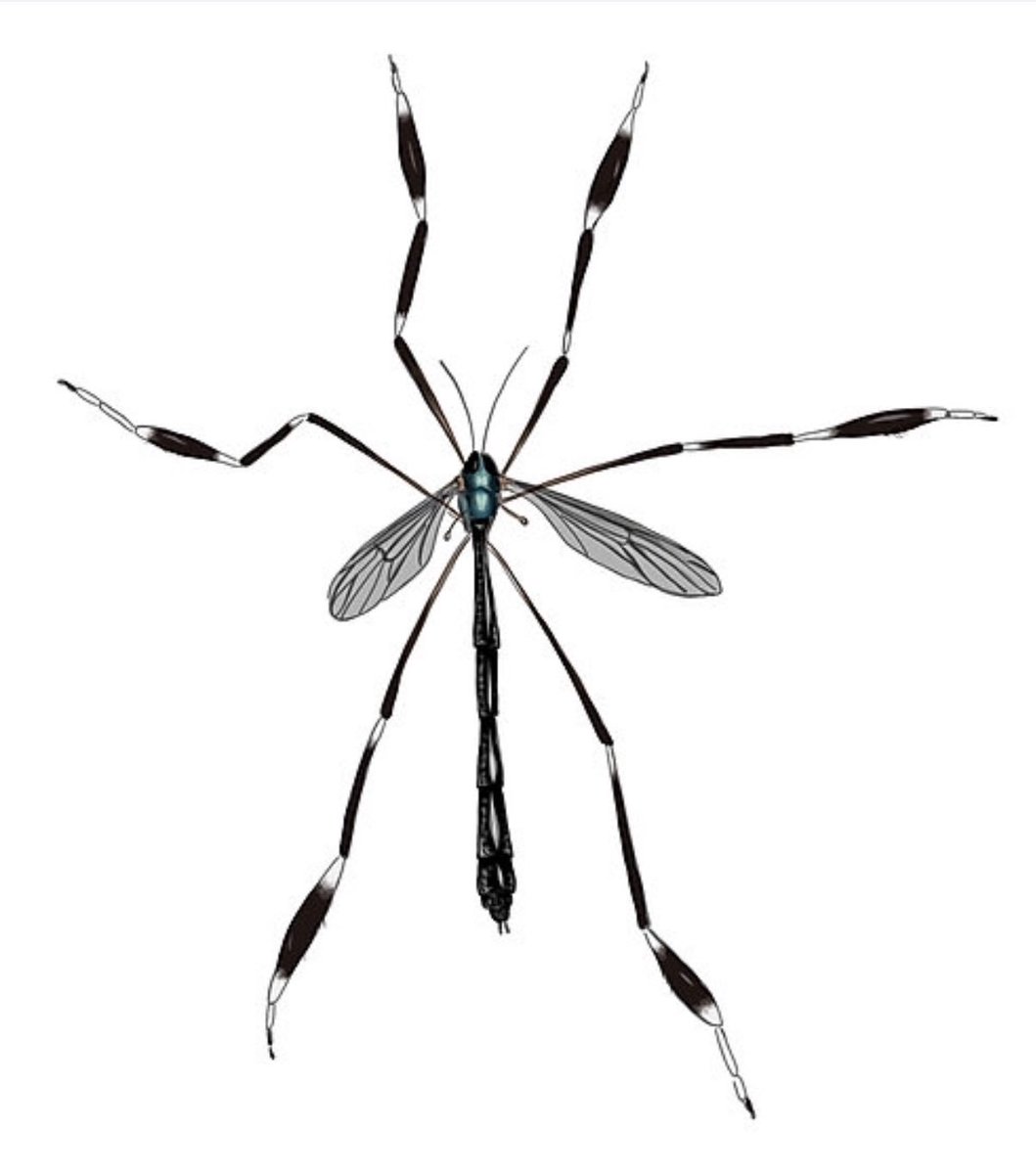 1059x1200 Steven Falk On Twitter Lovely, Ipad Doodling Looks Fun Here Are